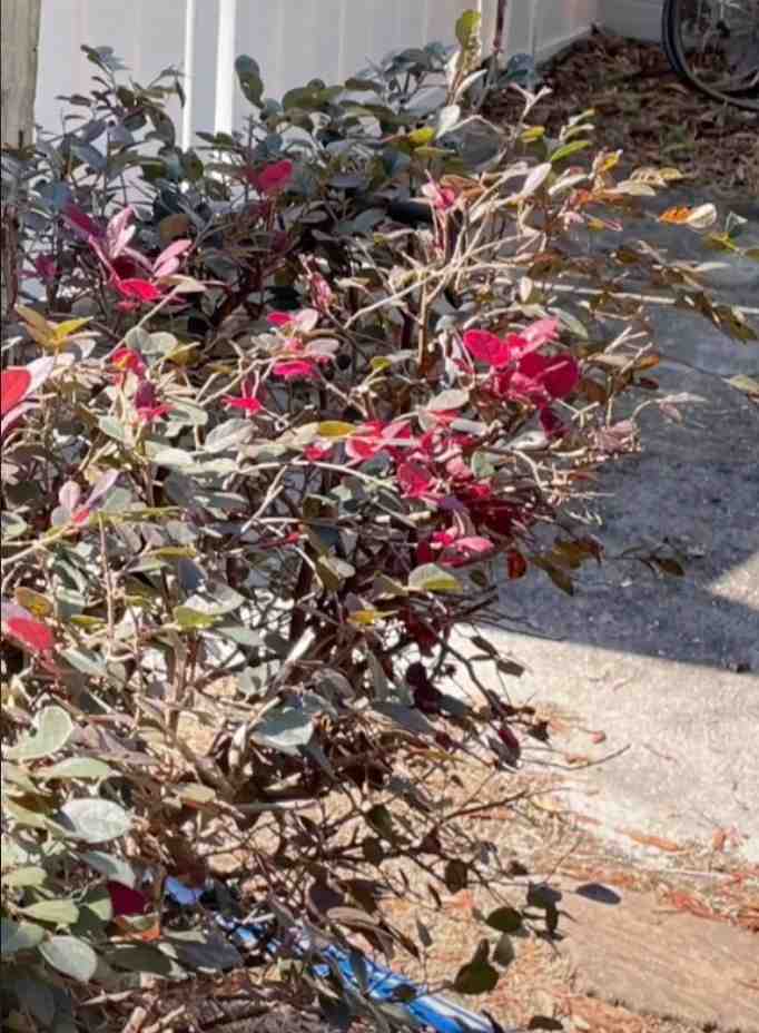 Can you find the hidden snake in the bushes in this optical illusion